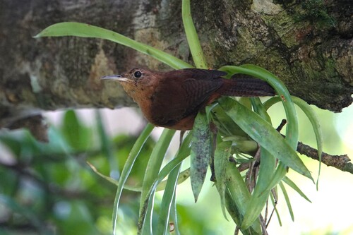 Kalinago Wren (Troglodytes martinicensis), photo 3
