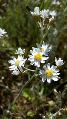 Rhodanthe corymbiflora