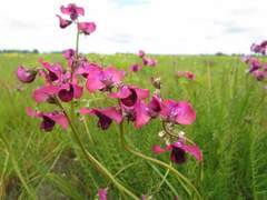 Swainsona plagiotropis