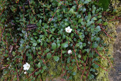 Samolus repens repens