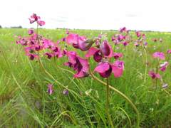 Swainsona plagiotropis