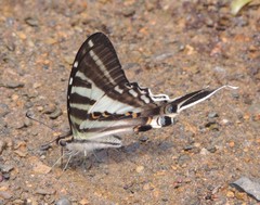 Protographium leosthenes
