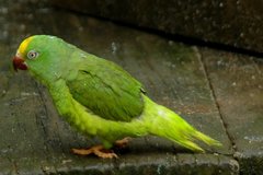 Brotogeris sanctithomae