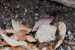 Cryptostylis