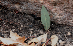 Cryptostylis