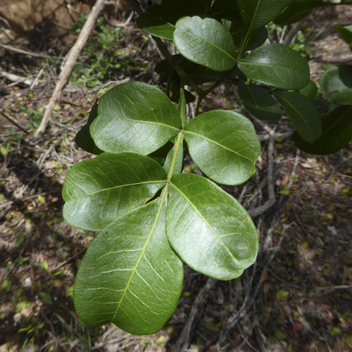 Flindersia collina (F.M.Bailey) F.M.Bailey