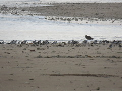 Numenius madagascariensis