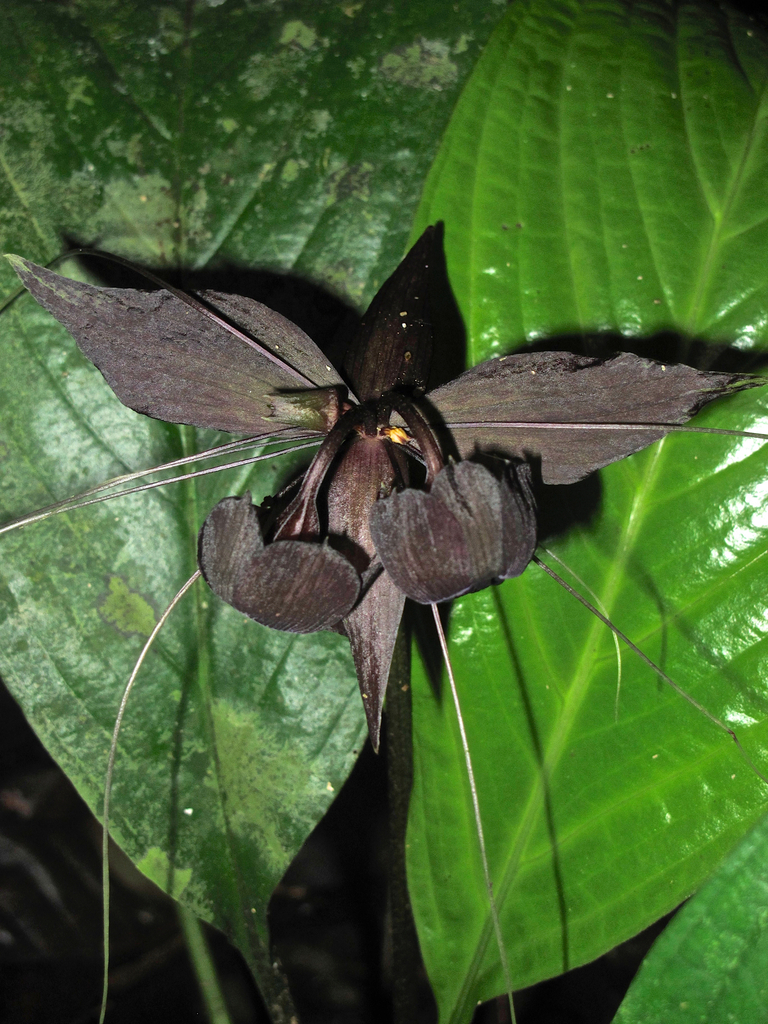 Tacca reducta