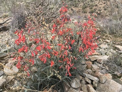 Penstemon subulatus