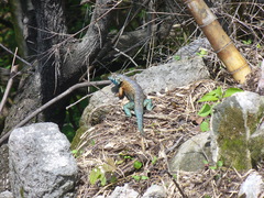 Sceloporus horridus