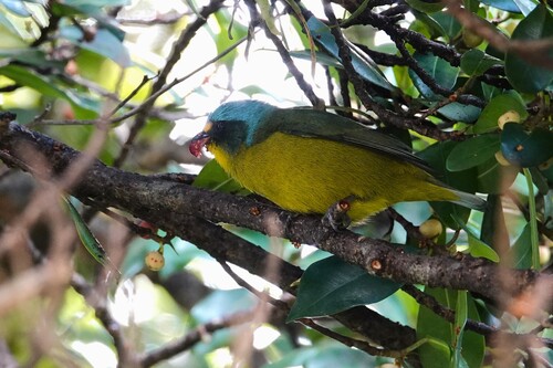Lesser Antillean Euphonia (Chlorophonia flavifrons), photo 8