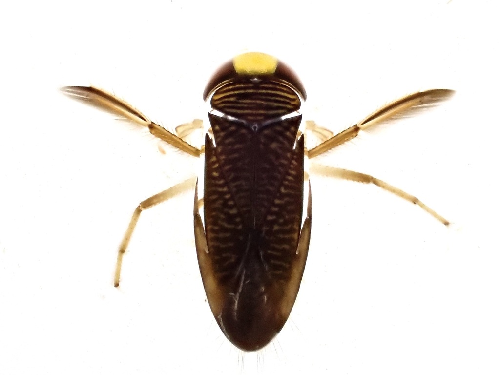 Hesperocorixa moesta