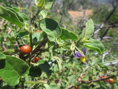 Solanum humile