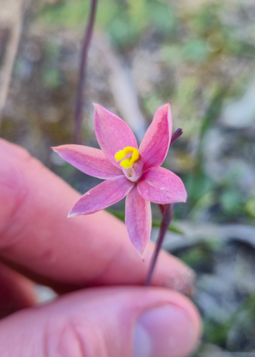 fringed sun orchid (Thelymitra luteocilium)