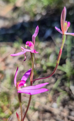 ornate pink fingers (Caladenia ornata)