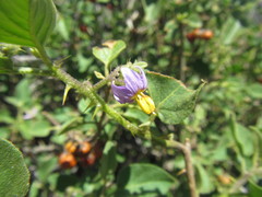 Solanum humile