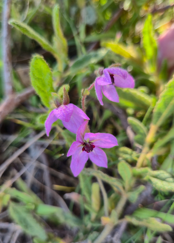 paper flower (Thomasia petalocalyx)