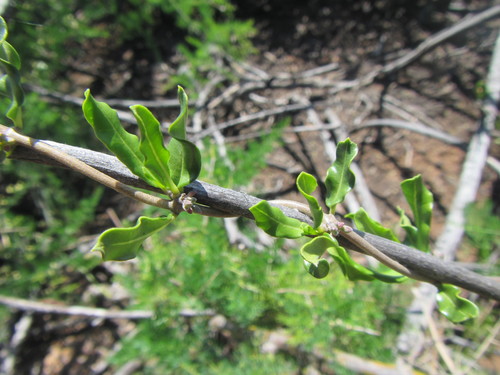 Fockea edulis