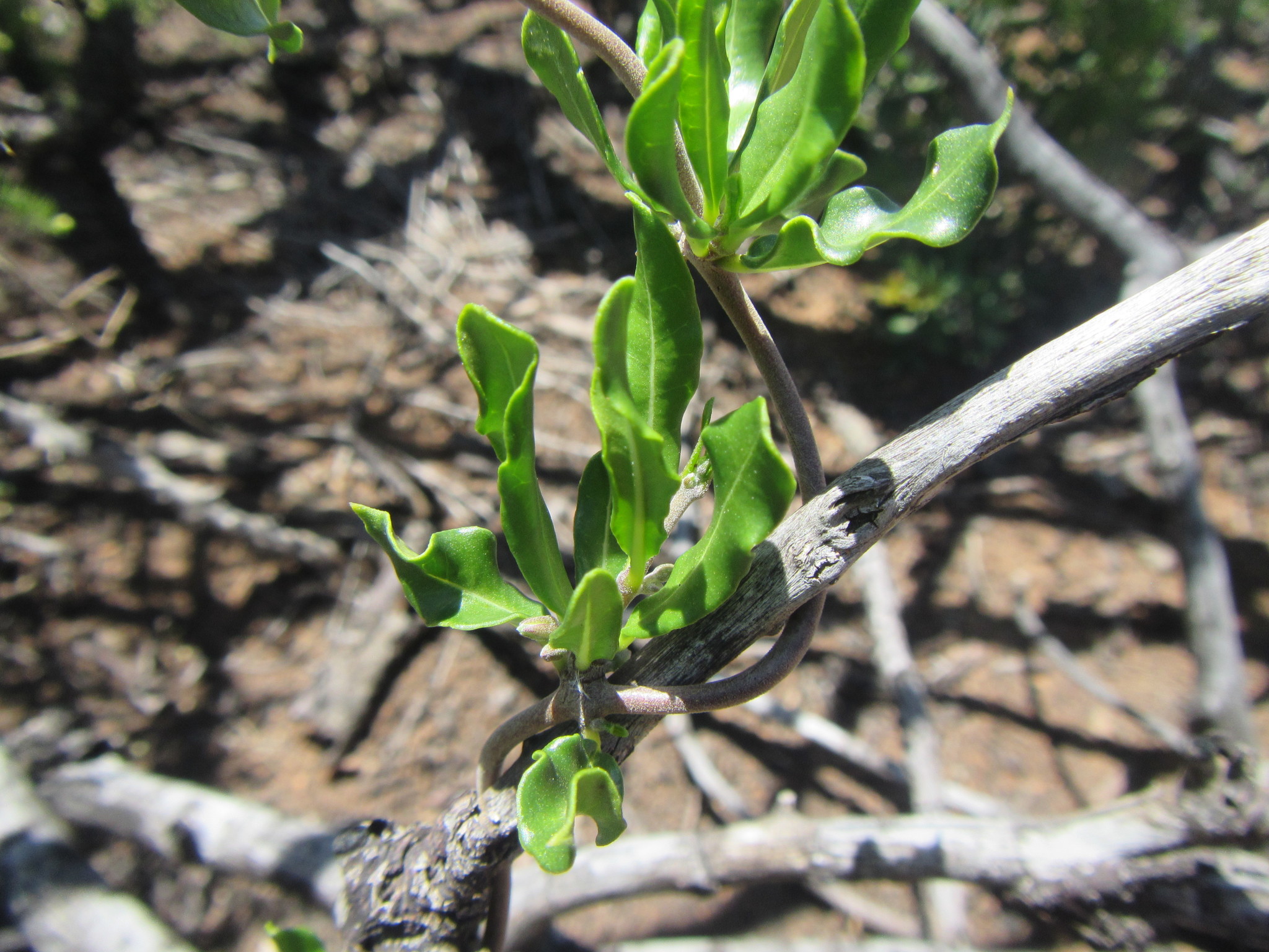 Fockea edulis