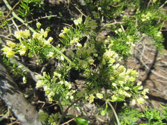 Asparagus multiflorus