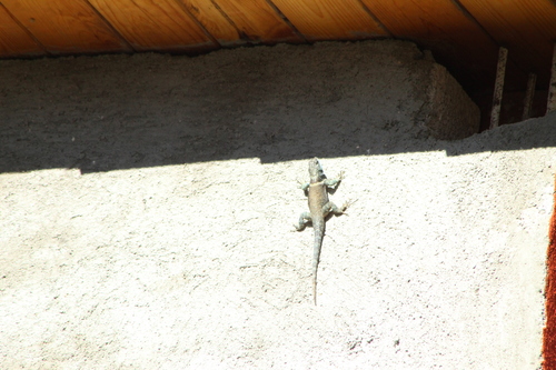 Cleft Lizard, Sceloporus mucronatus