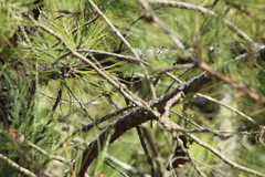 Vireo solitarius