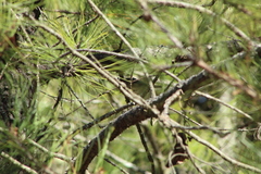 Vireo solitarius