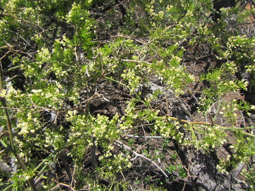 Image of Asparagus multiflorus by (c) douglaseustonbrown, some rights reserved (CC BY-SA)