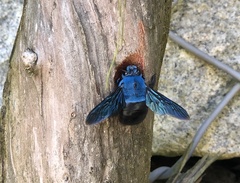 Xylocopa caerulea