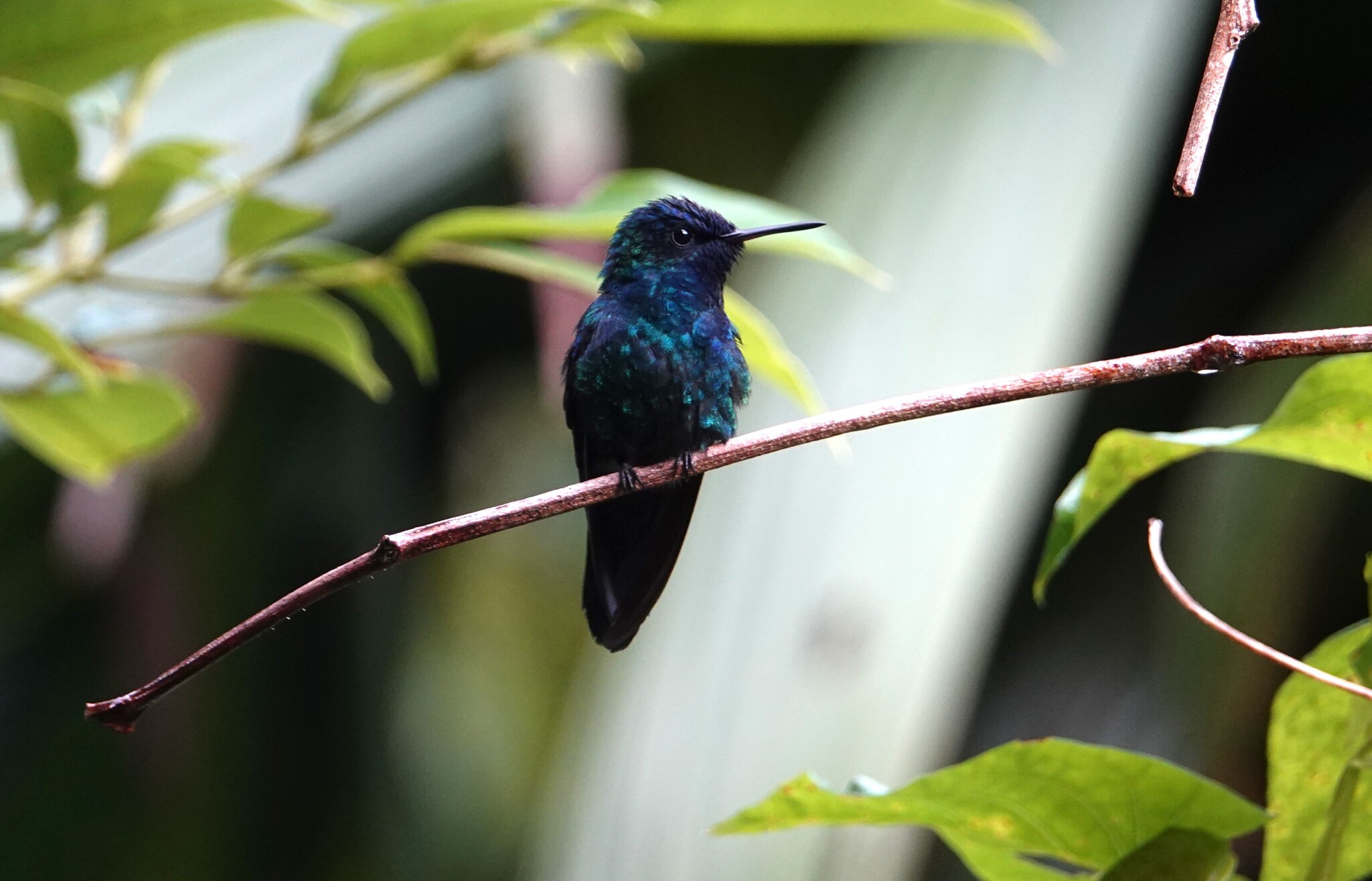 Blue-headed Hummingbird (Riccordia bicolor), photo 4