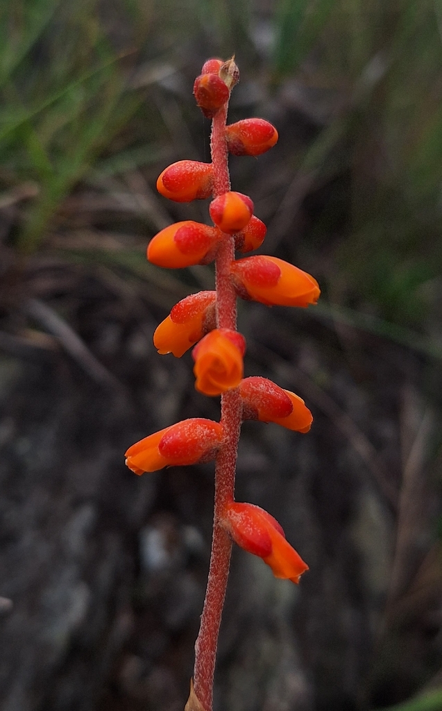 Dyckia schwackeana