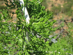 Asparagus burchellii