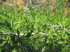 Asparagus burchellii