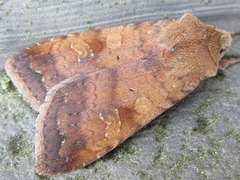 Diarsia canescens