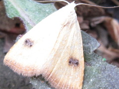 Rivula sericealis