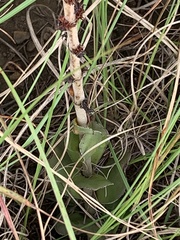 Crassula capitella nodulosa