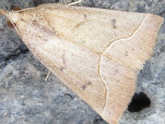 Hypena kengkalis