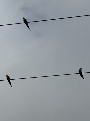 Cockatiel (Nymphicus hollandicus), photo 5