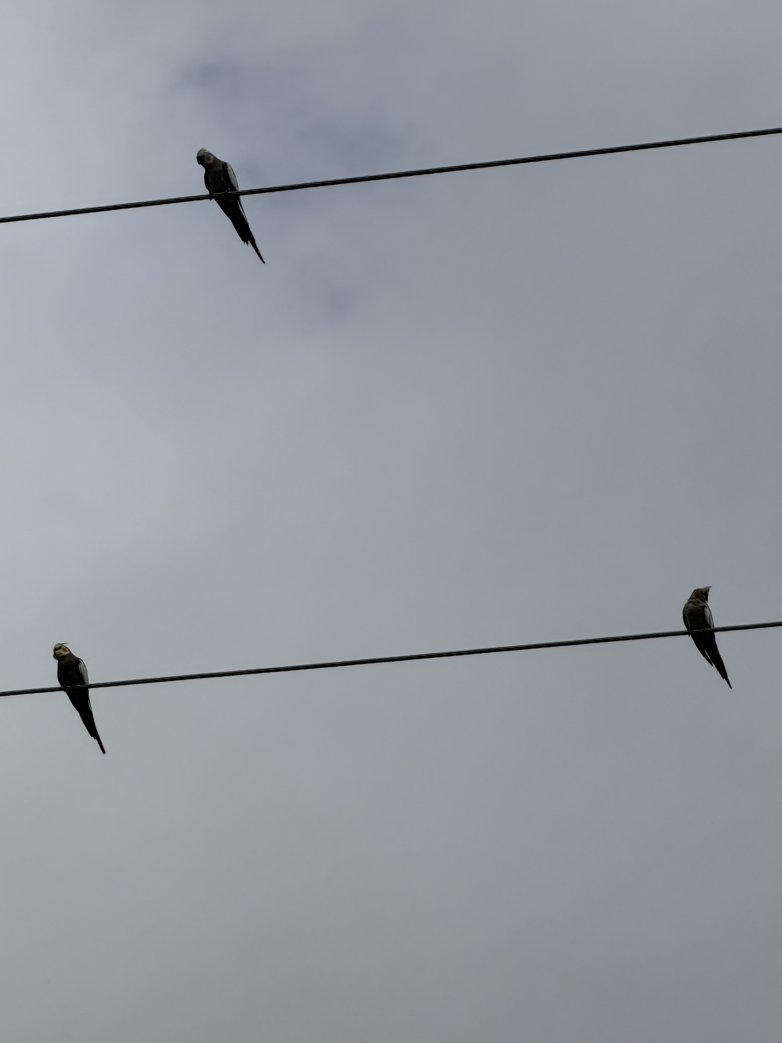 Cockatiel (Nymphicus hollandicus), photo 9