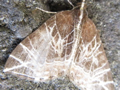 Evecliptopera illitata