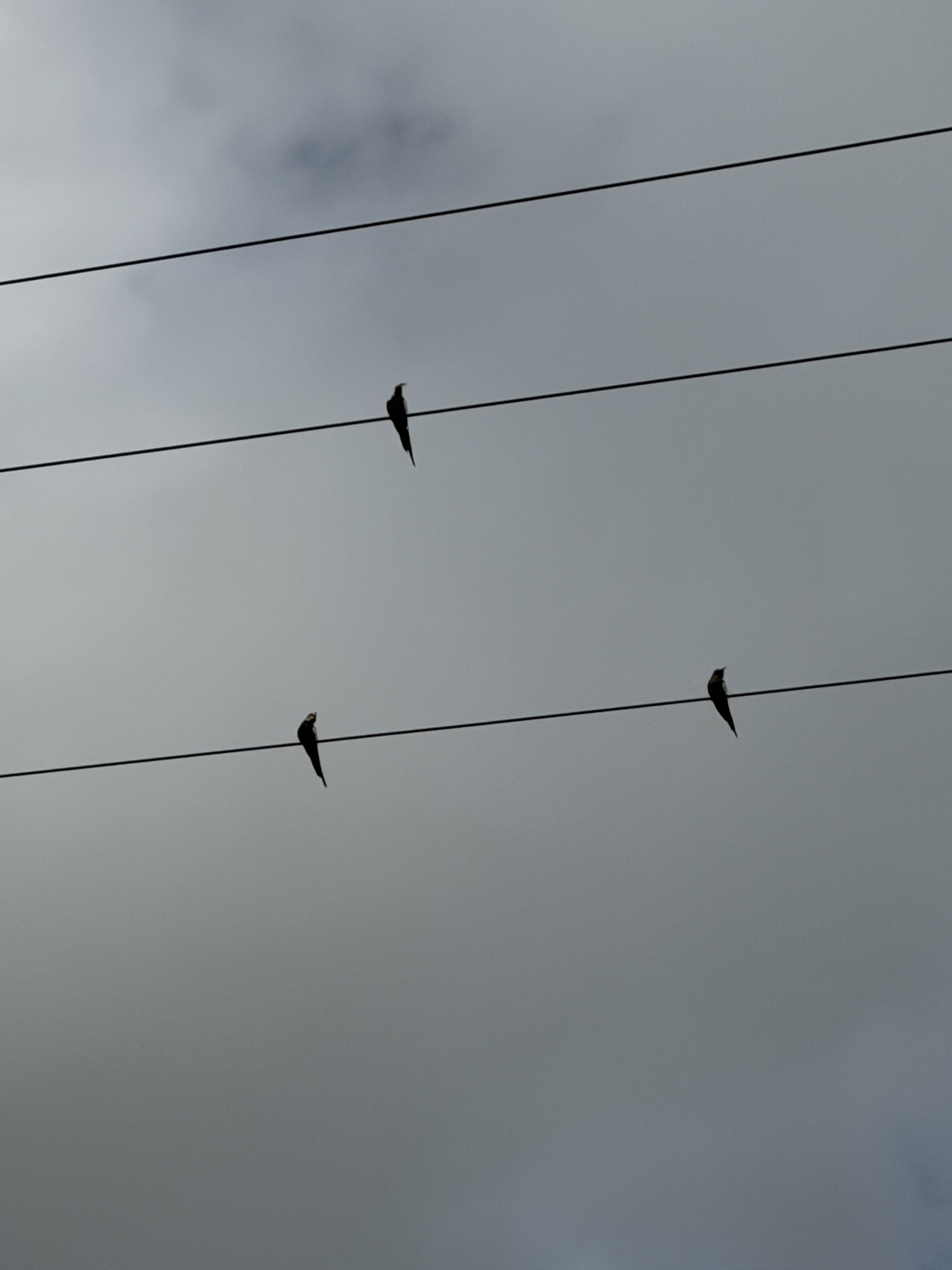 Cockatiel (Nymphicus hollandicus), photo 10