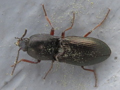 Selatosomus coreanus