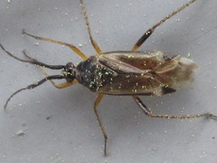 Harpocera
