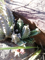 Huernia thuretii