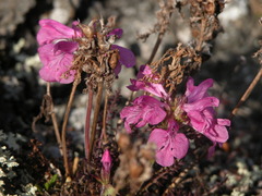 Pedicularis amoena
