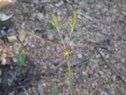 narrow-leaved stinkweed (Opercularia diphylla)