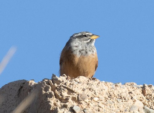 Escribano sahariano (Emberiza sahari)