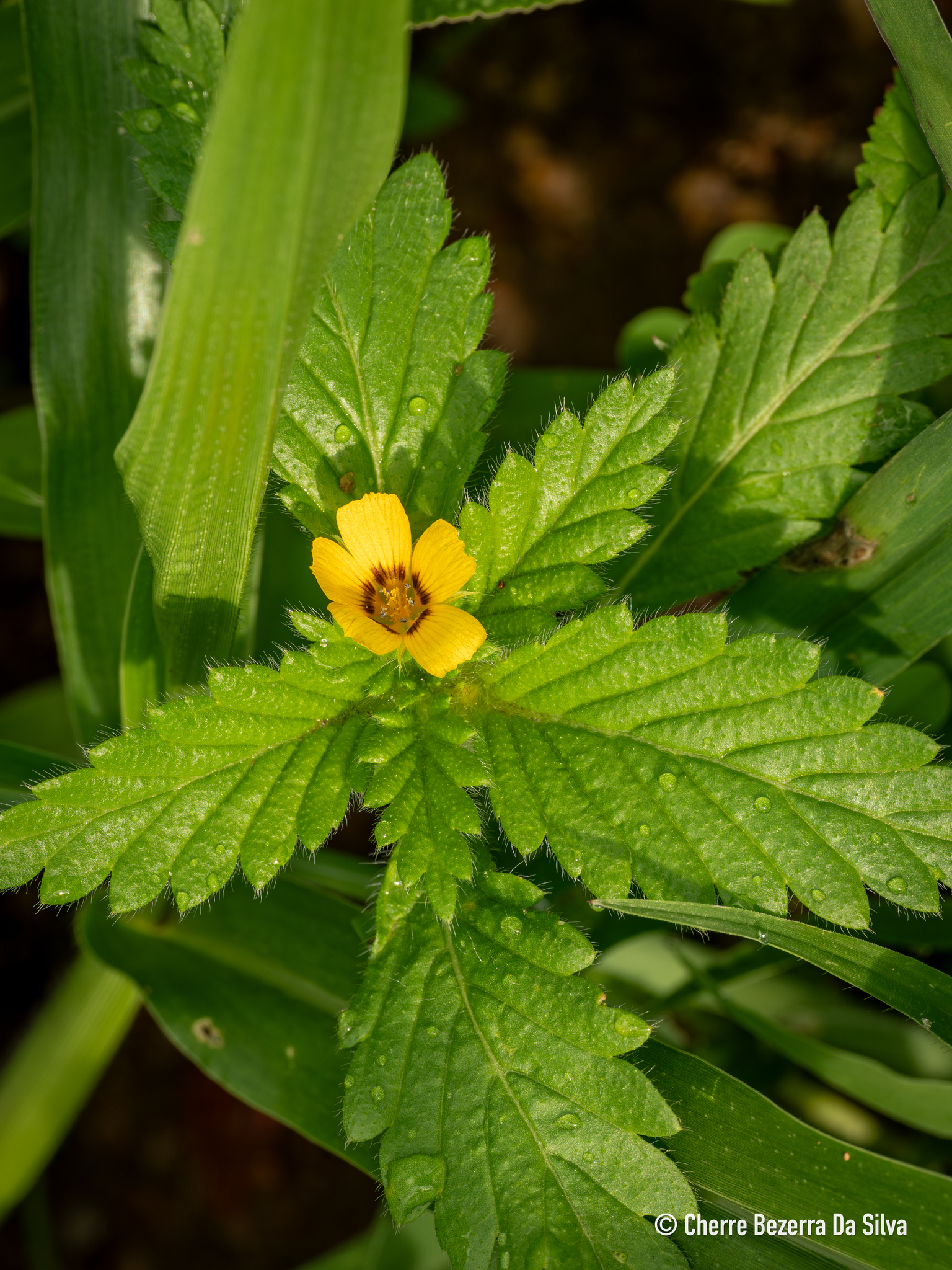 Turnera pumilea