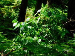 Piper capense capense