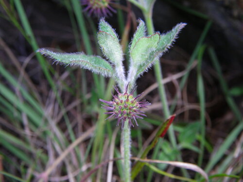 hairy stinkweed (Opercularia hispida)